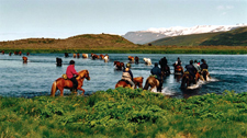 Iceland-East and South-Eastern Symphony - Horses and Puffins